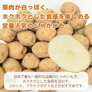 選べるじゃがいも 北海道産 男爵・キタアカリ ...の詳細画像1