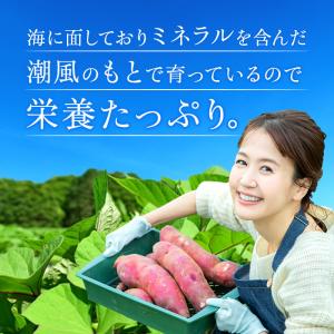 夏ギフト お中元 干し芋 国産 シロタ 訳あり...の詳細画像5