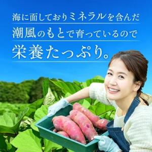 夏ギフト お中元 干し芋 国産 訳あり 紅はる...の詳細画像5
