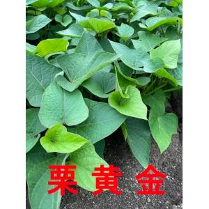 令和8年度切り苗　幻の栗黄金芋　苗　１０本　切り苗　　●さつまいも苗 ●サツマイモ苗　