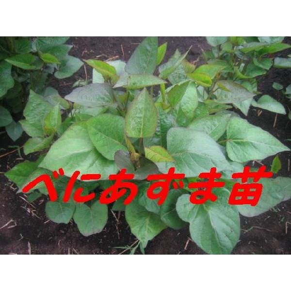 令和8年度切り苗　紅あずま　べにあずま　　苗１０本　切り苗  ●さつまいも苗　●サツマイモ苗　 　　