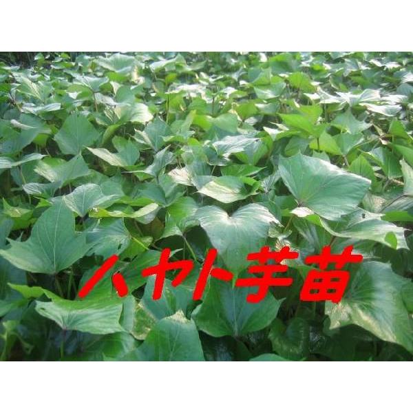 令和8年度切り苗　ハヤト芋　苗１０本　切り苗　(隼人芋)　にんじん芋　●さつまいも苗　●サツマイモ苗