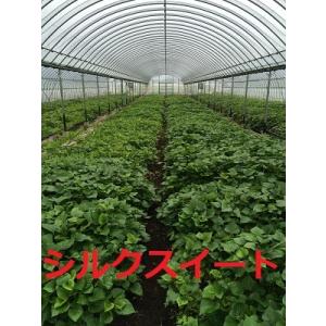 シルクスイート(HE306)苗（登録品種PVP）１０本 切り苗　●さつまいも苗 ●サツマイモ苗