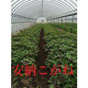 令和8年度切り苗　安納芋こがね(白皮)　苗  １０本 切り苗　●さつまいも苗 ●サツマイモ苗