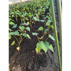 令和8年度切り苗 あまはづき苗 PVP 登録品...の詳細画像3