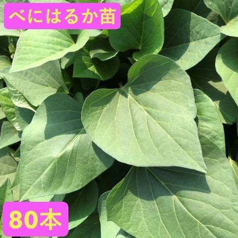 【予約】5月中旬発送　さつまいも【苗】80本【宅急便】　べにはるか　茨城県産【芋助】
