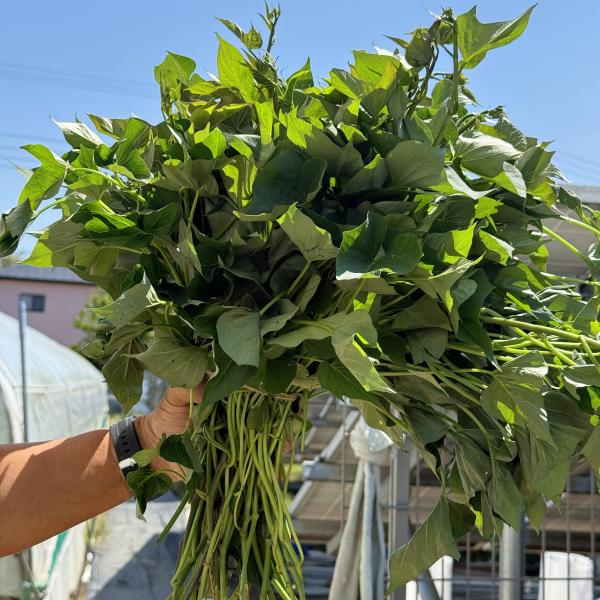 【予約】5月下旬発送【ほしあかね】さつまいも【苗】10本【メール便】茨城県産【芋助】