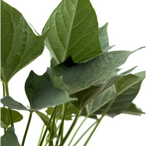 【ふくむらさき】さつまいも【苗】10本【メール...の詳細画像2