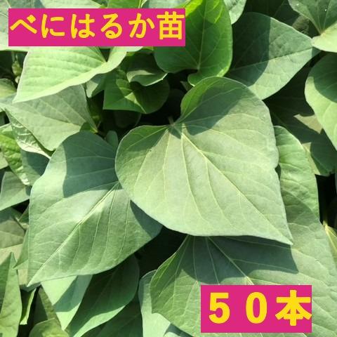 さつまいも【苗】50本【べにはるか】茨城県産【芋助】