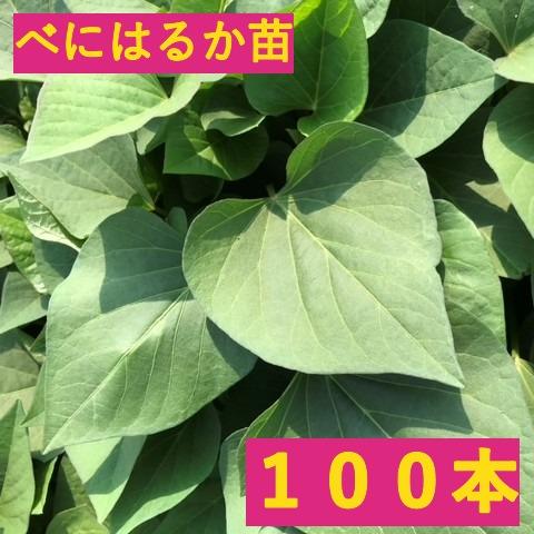 さつまいも【苗】100本【べにはるか】茨城県産【芋助】
