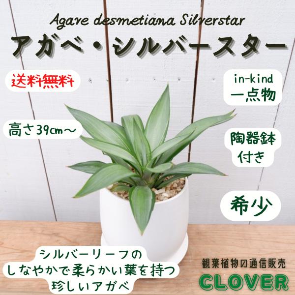 アガベ・デスメティアナ・シルバースター レア 観葉植物 現品 お祝い おしゃれ 育てやすい 種類 室...