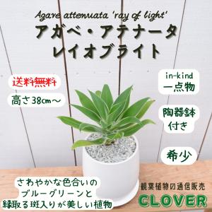 アガベ アテナータ 白覆輪 レイオブライト レア 希少 観葉植物 お祝い おしゃれ 室内 育てやすい...