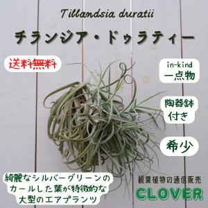 観葉植物：チランジア エアープランツ ドラティ 現品*ドゥラティ