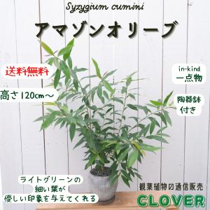 アマゾンオリーブの商品一覧 通販 Yahoo ショッピング