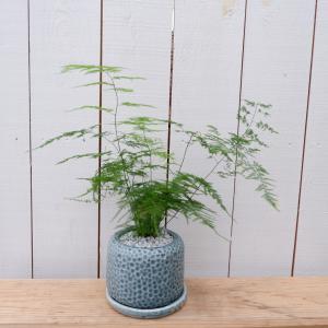 アスパラガス 観葉植物 種類の商品一覧 通販 Yahoo ショッピング