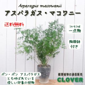 アスパラガス 観葉植物 種類の商品一覧 通販 Yahoo ショッピング