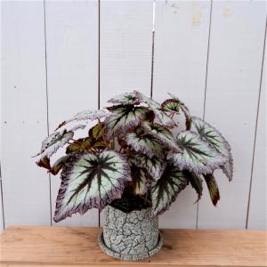 レックスベゴニア 種類の商品一覧 通販 Yahoo ショッピング