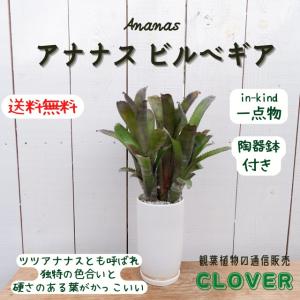 アガベ アテナータ 白覆輪 レイオブライト レア 希少 観葉植物 お祝い