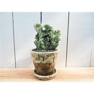 マハラジャ サボテンの商品一覧 通販 Yahoo ショッピング