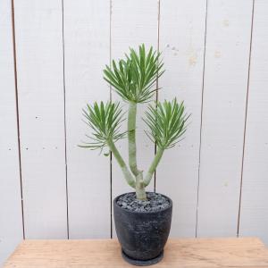 セネシオ クレイニアの商品一覧 通販 Yahoo ショッピング