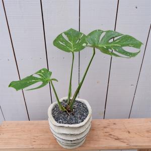 モンステラ 斑入りの商品一覧 通販 Yahoo ショッピング