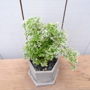 ポリシャス 種類の商品一覧 通販 Yahoo ショッピング