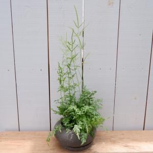 シダ 観葉植物 種類の商品一覧 通販 Yahoo ショッピング