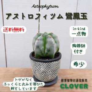 サボテン ランポー玉 花 ガーデニング の商品一覧 通販 Yahoo ショッピング