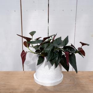 観葉植物の通信販売クローバー シンゴニウム 観葉植物 Yahoo ショッピング