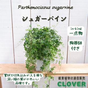 ブランド登録なし 観葉植物 観葉植物種類 アイビー の商品一覧 花 ガーデニング 通販 Yahoo ショッピング