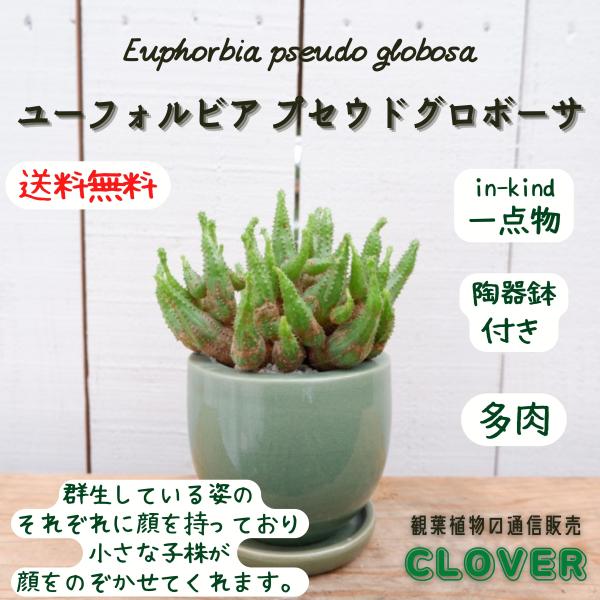 ユーフォルビア プセウドグロボーサ 稚児キリン 群生 観葉植物 現品 多肉植物 おしゃれ 室内 種類...