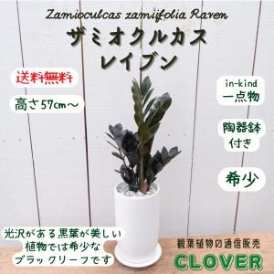 ザミオクルカス レイヴン レア 希少 現品 観葉植物 お祝い おしゃれ 室内 育てやすい 種類 インテリア おすすめ