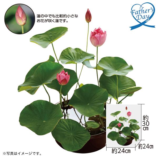 父の日 2024 プレゼント ギフト 花 鉢植え  70代 60代 鉢『茶碗蓮』 メッセージカード ...