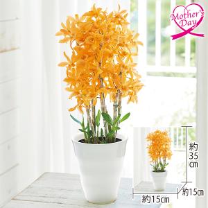 母の日 ギフト 鉢植え 花 デンドロビウム『ファイヤーバード』 いなげや プレゼント 2026 70代 60代 メッセージカード 高級 人気