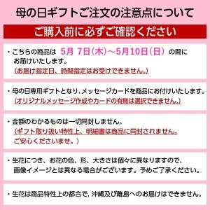 母の日 ギフト 鉢植え 花 デンドロビウム『フ...の詳細画像2