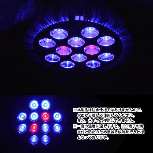 【青10赤2】24W(2W×12) 電球 E2...の詳細画像3