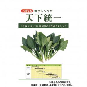 小林種苗 ホウレンソウ種子 天下統一　7237　小袋(30ml)