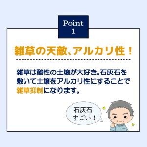 白玉石 石灰石 選べる6種類 おためし 【1k...の詳細画像3