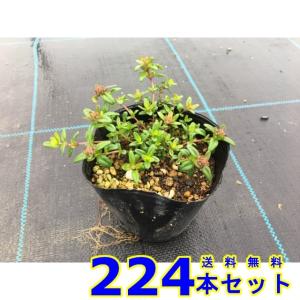 タイム ロンギカウリス ハーブ (ハーブ) 9....の商品画像