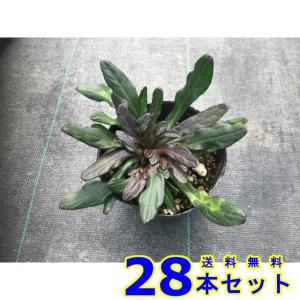 アジュガ 花 ガーデニング の商品一覧 通販 Yahoo ショッピング