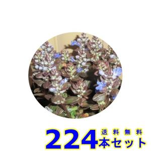 アジュガ・チョコレートチップ (多年草) 9.0ｐ 224本 グランドカバー　下草　雑草予防