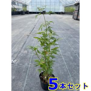 植木 イロハモミジ (紅葉) 9.0p 1本 樹高0.3m前後 : 猪之助商店
