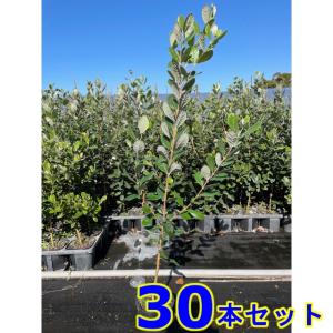 オウゴンセキショウ (黄金石菖) 10.5ｐ 80本 グランドカバー　下草　雑草予防