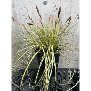オウゴンセキショウ (黄金石菖) 10.5ｐ 160本 グランドカバー　下草　雑草予防