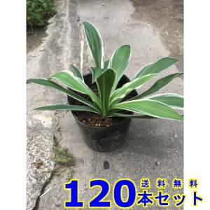 フイリホソバギボウシ (斑入り細葉擬宝珠　多年草) 10.5ｐ 120本 グランドカバー　下草　雑草予防
