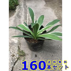 フイリホソバギボウシ (斑入り細葉擬宝珠　多年草) 10.5ｐ 160本 グランドカバー　下草　雑草予防