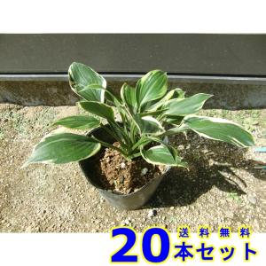 ギボウシ　パトリオット (擬宝珠　多年草) 15.0ｐ 20本 グランドカバー　下草　雑草予防