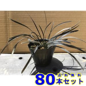 コクリュウ (黒竜) 10.5ｐ 80本 グランドカバー　下草　雑草予防