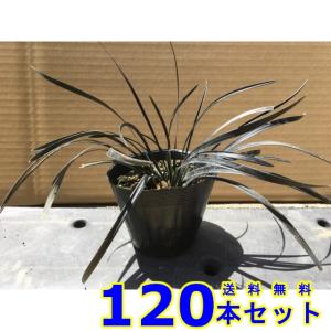 コクリュウ (黒竜) 10.5ｐ 120本 グランドカバー　下草　雑草予防