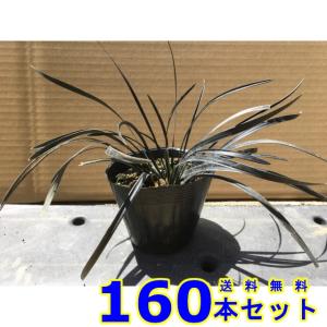 コクリュウ (黒竜) 10.5ｐ 160本 グランドカバー　下草　雑草予防